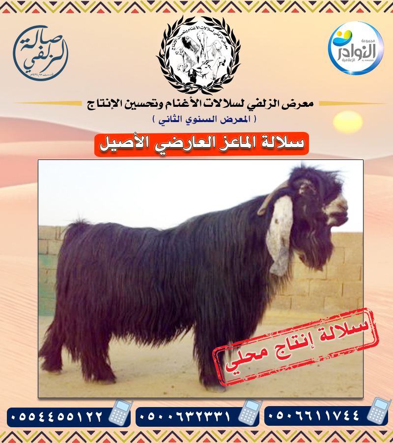 المعرض السنوي الثاني لسلالات الأغنام