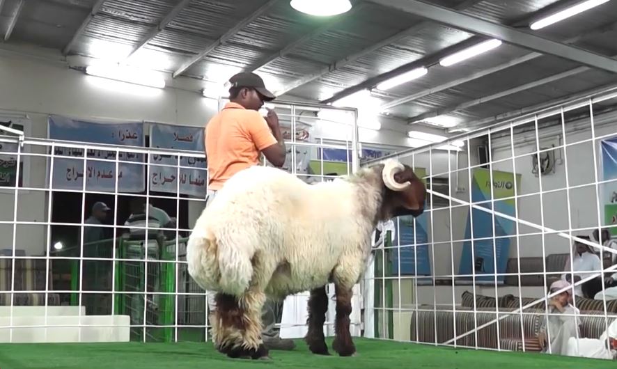 فعاليات كرنفال صالة المليون للنعيم الصنف بتاريخ 14 / 11 / 1434هـ